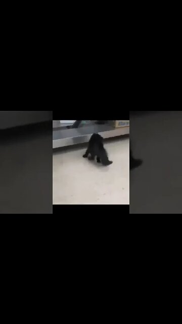 Wacky Lil Kitten!! #kitten #cat #rescue #spca #metaldetecting #trending #catlife