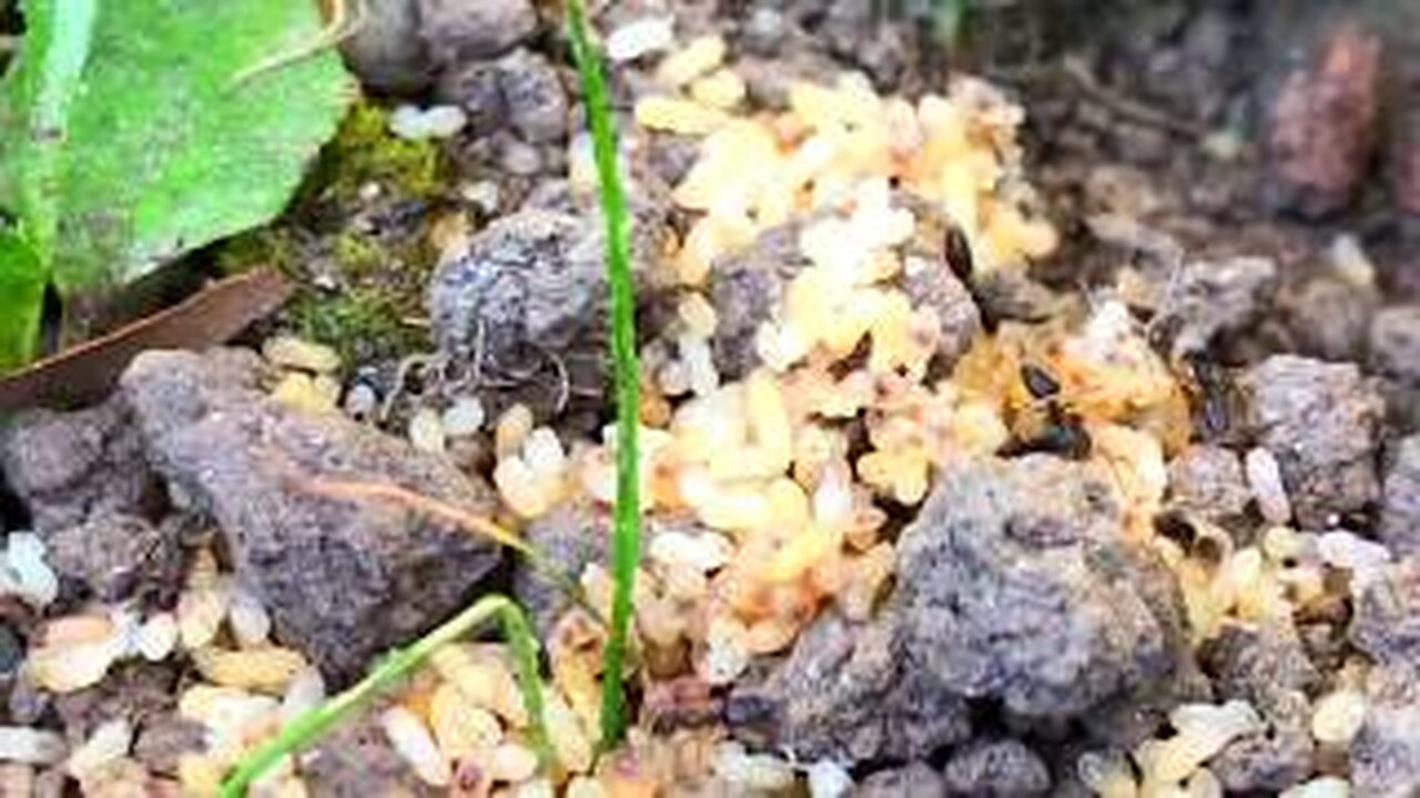 ANTS 6