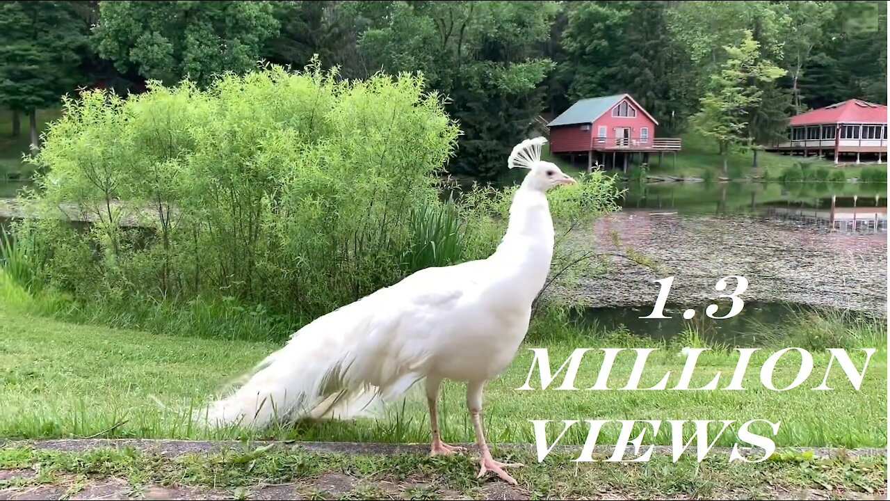 WHITE PEACOCK DANCE