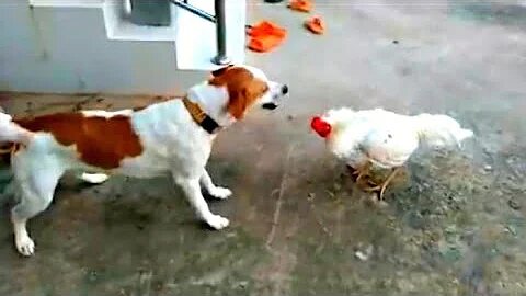 Chicken VS Dog Fight - Funny Dog Fight Videos