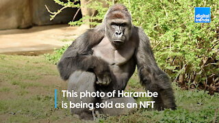 Harambe NFT