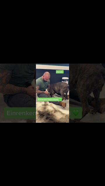 Dog Chiropractor sets the dog on the floor to adjust perfectly