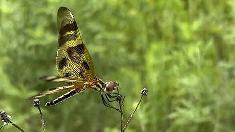 Halloween Pennant Dragonfly June 19 2024