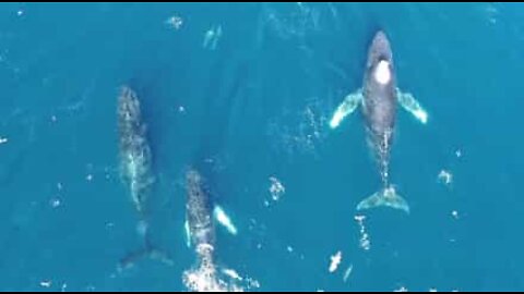 Des baleines à bosse aperçues au larges des côtes californiennes