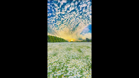 White flowers