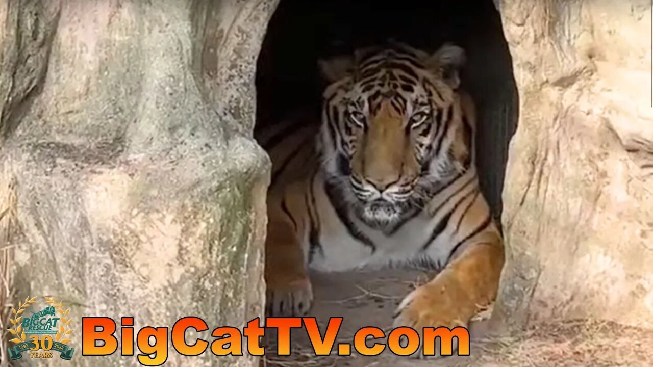 Come Walkabout Big Cat Rescue with #CaroleBaskin 04 25 2023