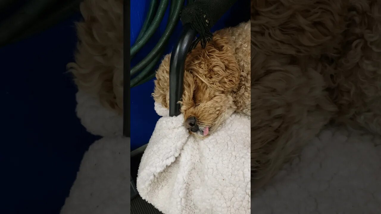 Copper Sleeping on the Job!