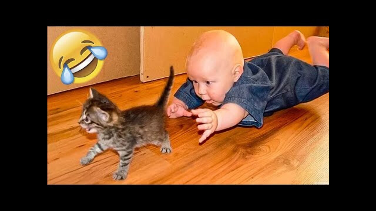 🐈 Cats & Dogs – TOP 10 Most Dog-Friendly Cat Breeds!