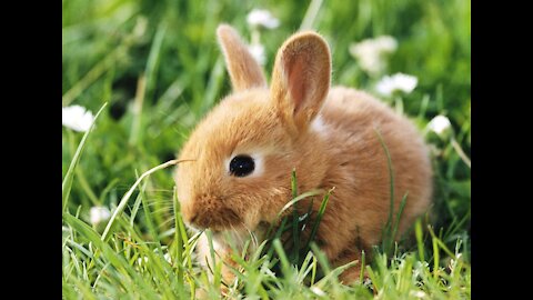 Funny and Cute Bunny Rabbit Videos Animals