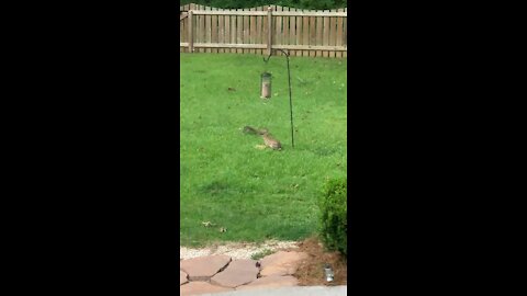 Squirrel and Bunny Square Off