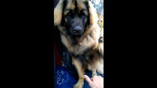 Cute Leonberger