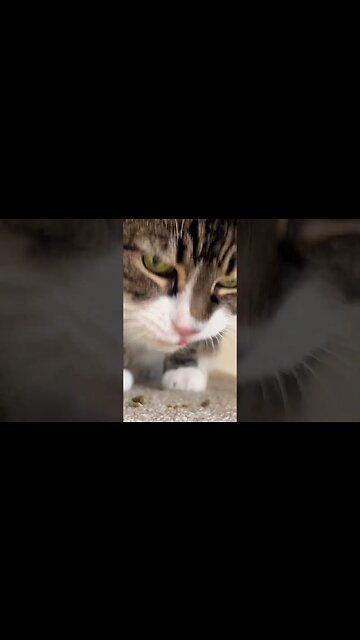 My Cat is so Bad at Eating Treats 😂😂😭😭