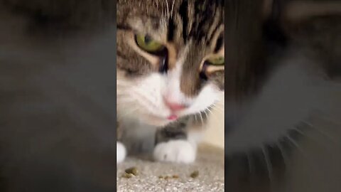 My Cat is so Bad at Eating Treats 😂😂😭😭