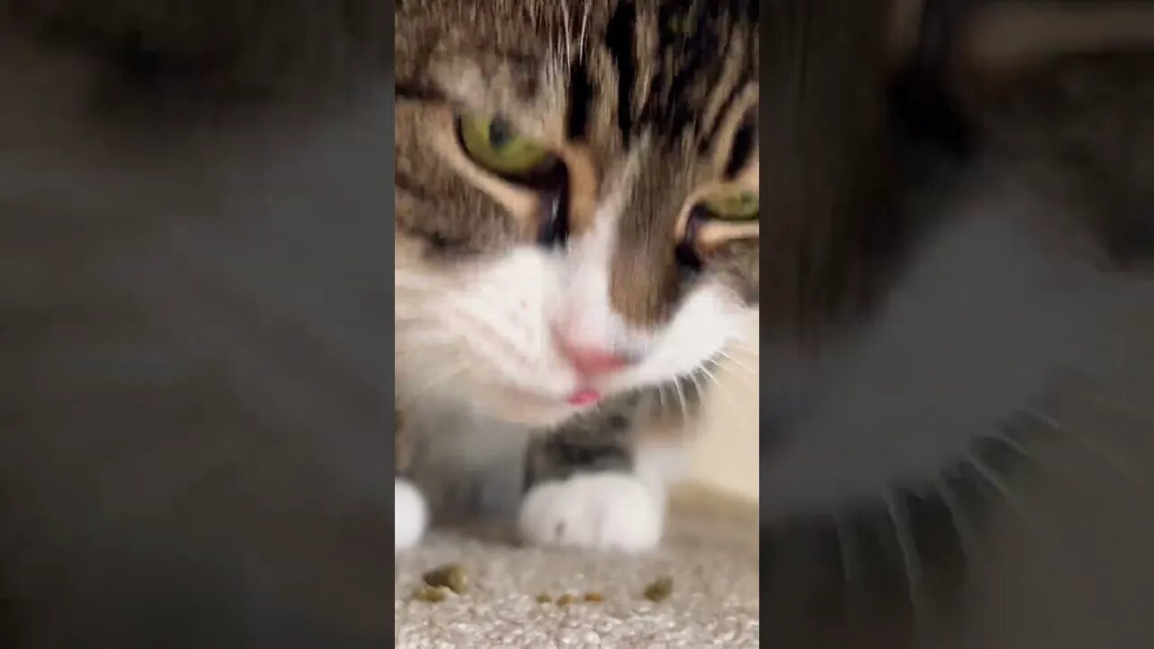 My Cat is so Bad at Eating Treats 😂😂😭😭