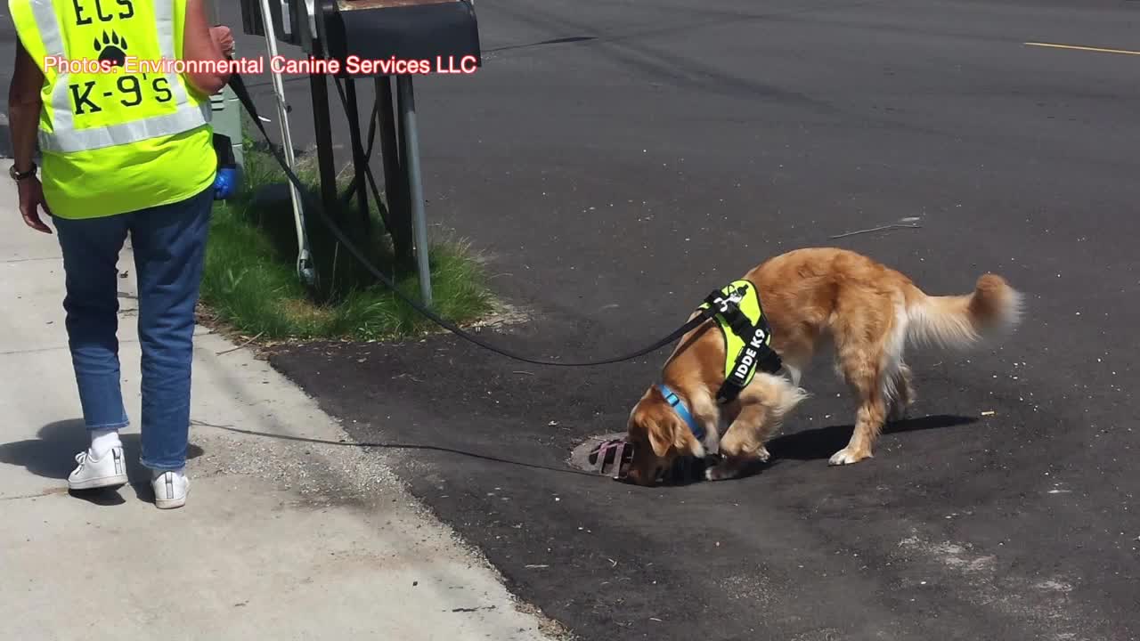 St. Pete relying on dogs to sniff out sewage problems