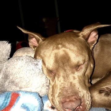 Pit bull Kane enjoys ice cream for the first time