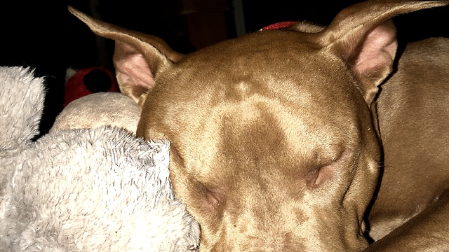 Pit bull Kane enjoys ice cream for the first time