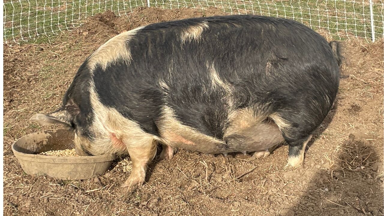 How Much Does She Weigh? Calculating the Weight of My Idaho Pasture Sow