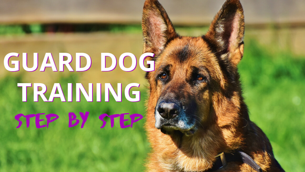 Guard Dog Training step by step