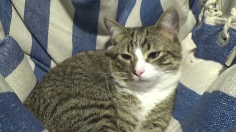 Kitten Loves Sitting in His Hanging Chair