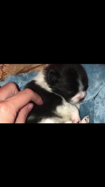 Tiny Puppy's Adorable Reaction To Scratches From Owner
