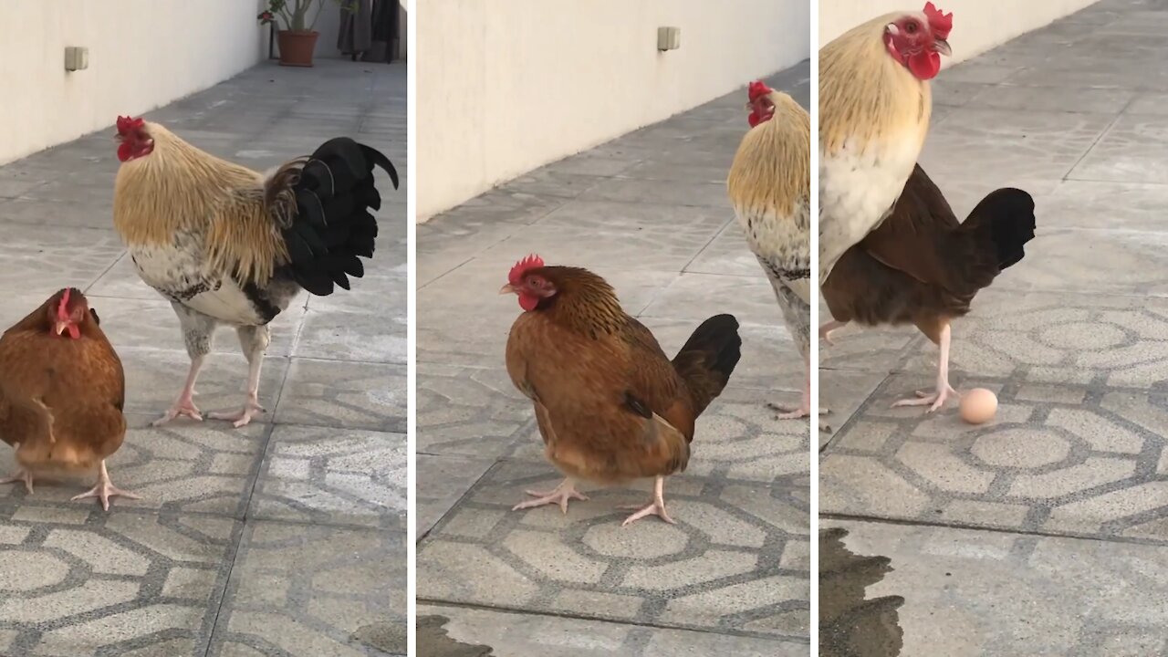 Laying chicken egg on the ground