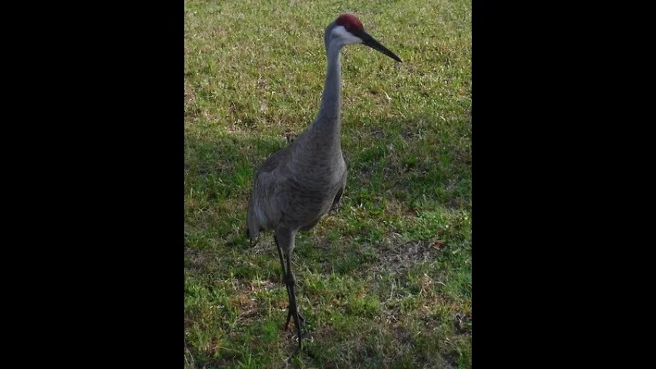 Startled Sandhill Crane