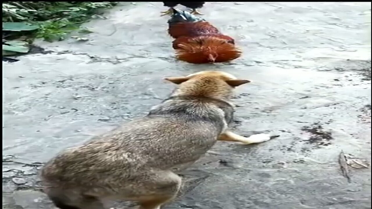 Chicken VS Dog Fight - very funny videos