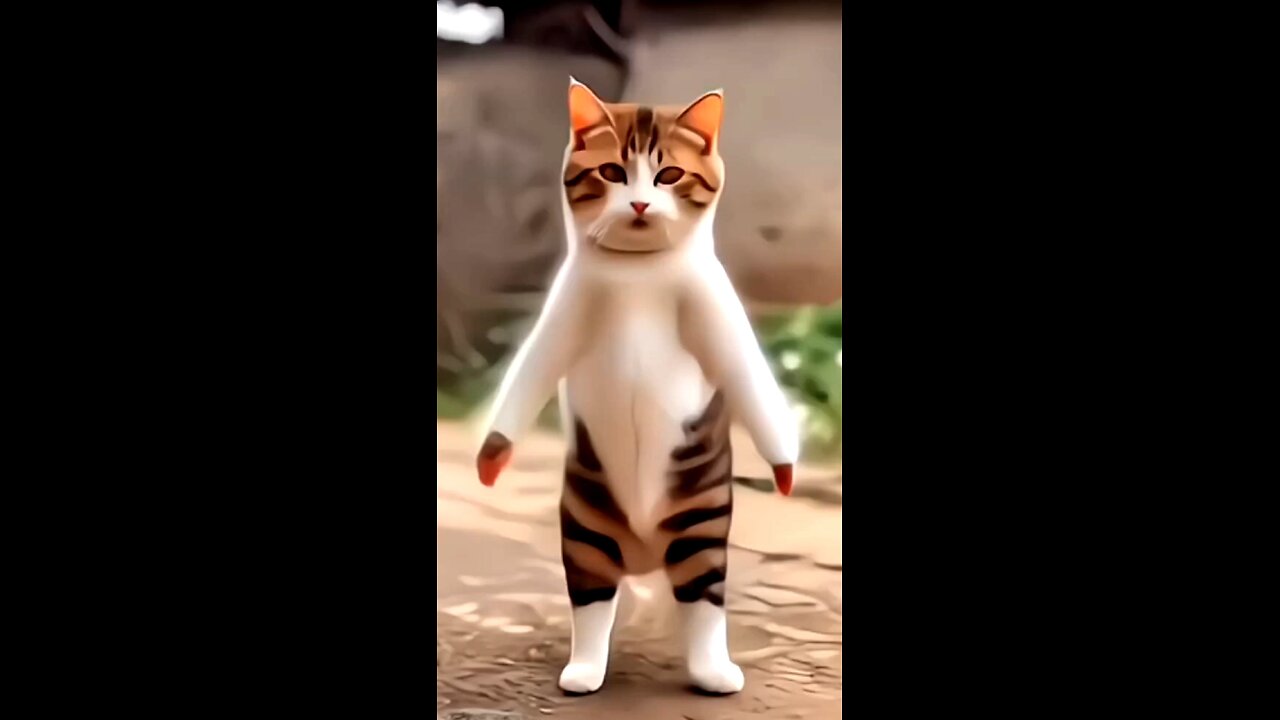 Cat Dancing Videos