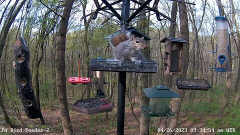 Red-breasted nuthatch brief visit 4/26/2023