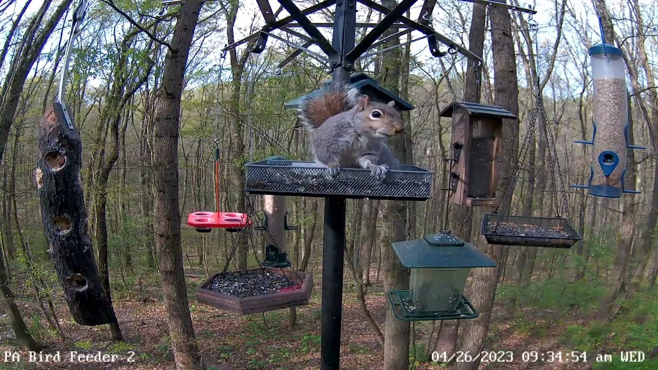 Red-breasted nuthatch brief visit 4/26/2023