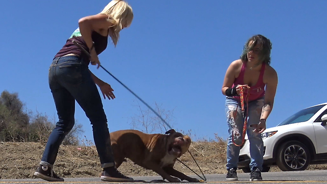 Pit Bull stranded in a canyon rescued by a Hope For Paws team.
