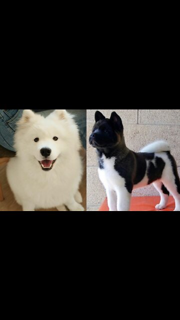 Pretty dog ​​game