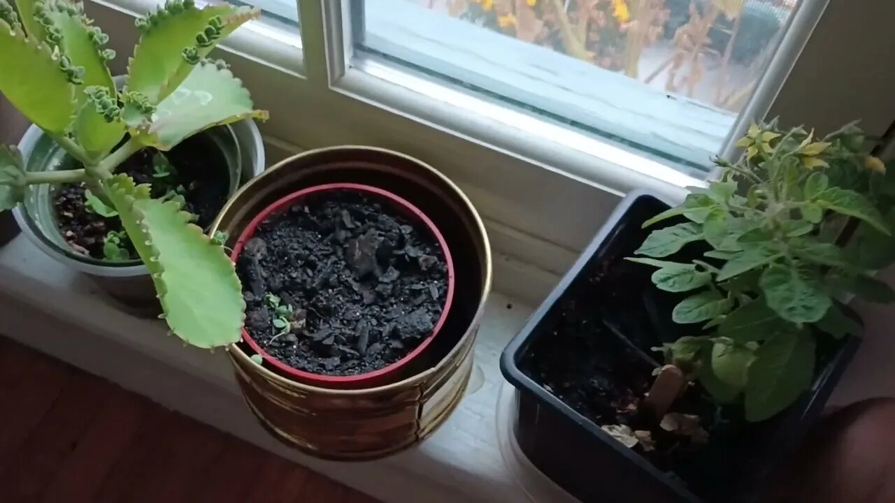 Update on the Winter Indoor Garden Tomatoes