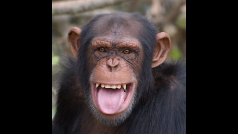 Chimpanzee Baby - Eating