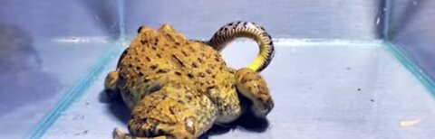 Wow asian bull frog big snake big snake Tris bite bull frog warning lave
