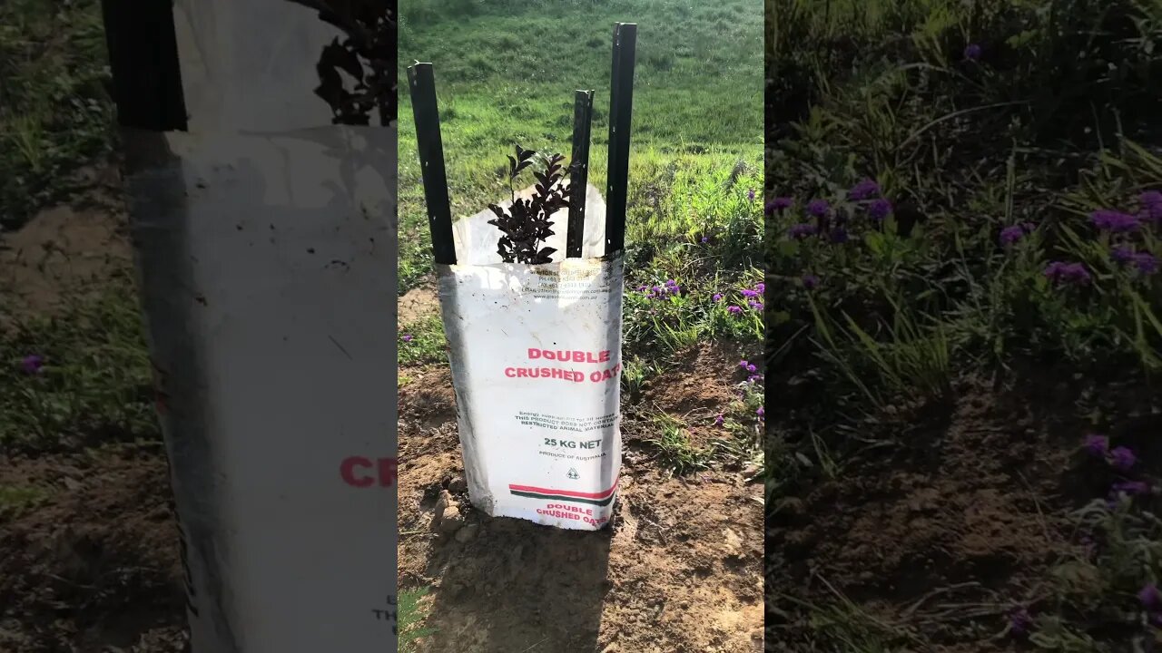 Tuppy’s grave - her first tree and an empty bag of oats RIP 🪦 😔 ❤️