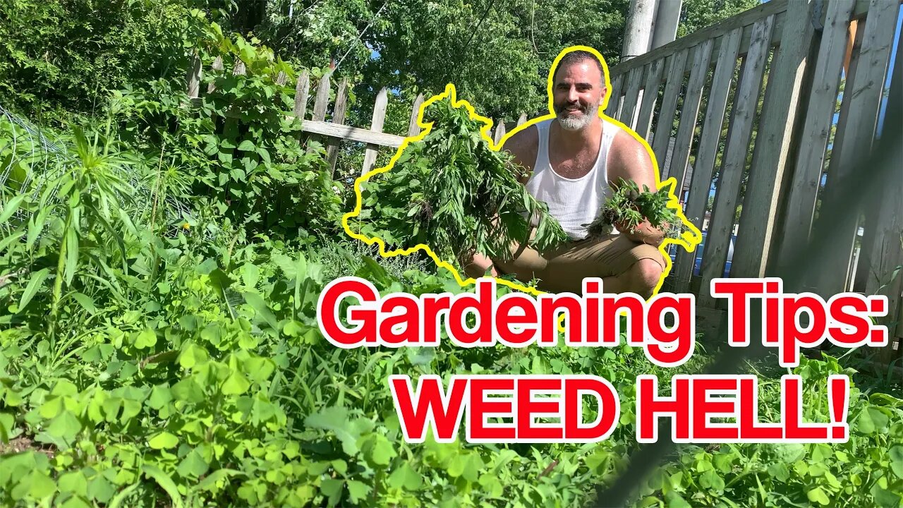 Summer Gardening | How to Pull out The Big Weeds. #montreal 2022