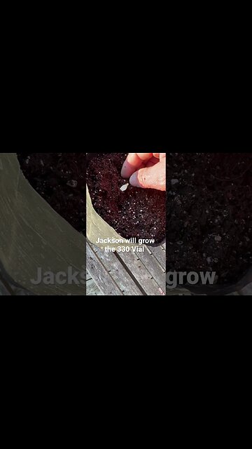 Giant watermelon #diy #bubba #watermelon #gardeningtips