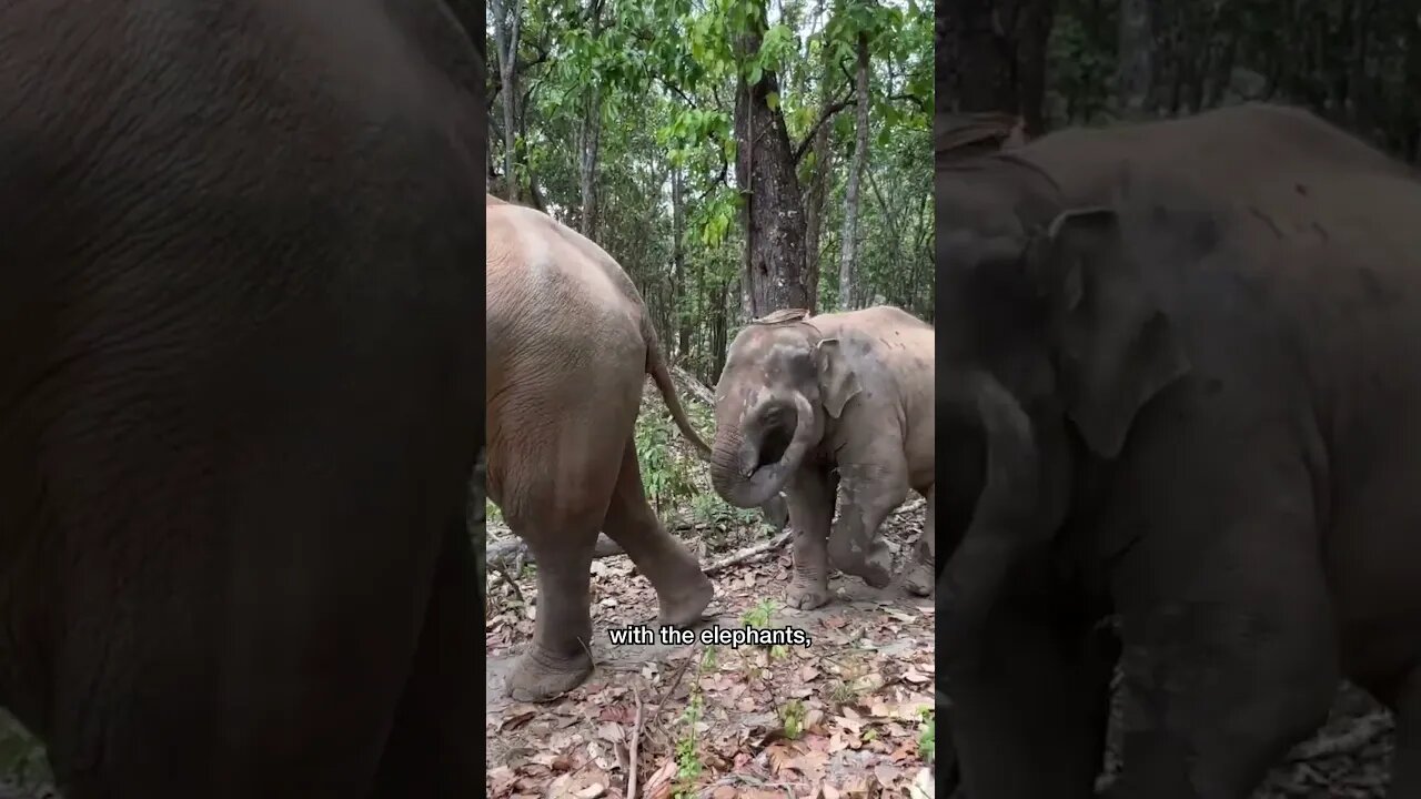 unique elephant experience in thailand 🇹🇭