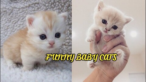 Funny baby cats