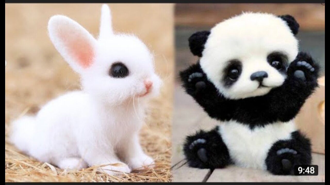 Cute animals. Cute cate. Cute by #curious_45