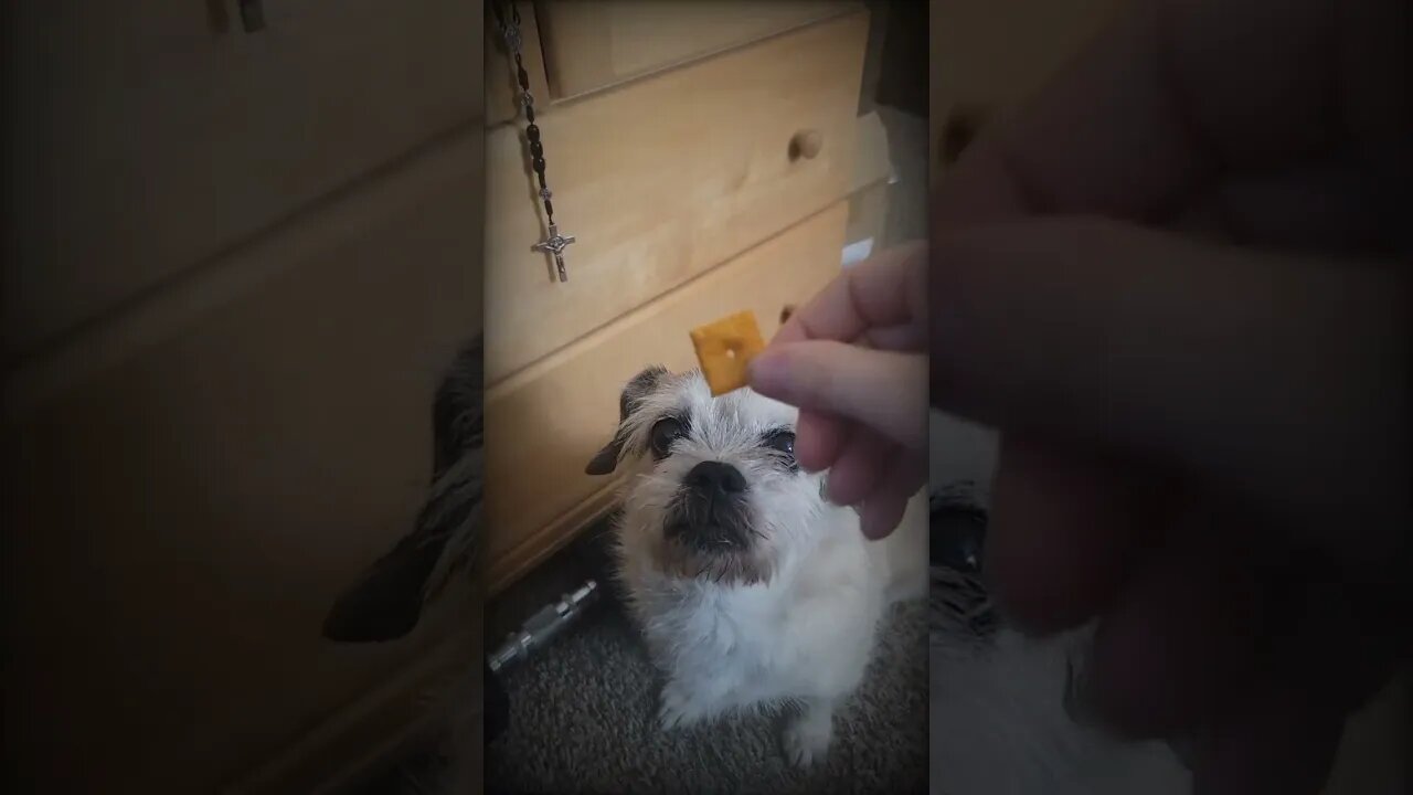 The Cheez it