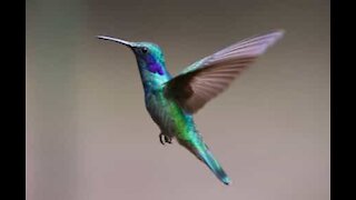 Cette femme entre en panique en voulant aider un colibri piégé dans sa maison