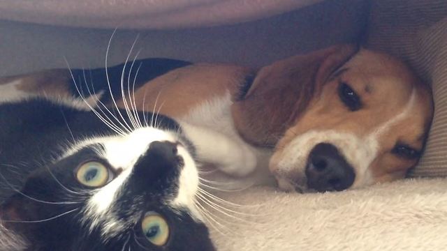 Patient Beagle Loses His Temper After Overly-Affectionate Cat Showers Him With Kisses