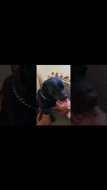 In Love With This Handsome Rottweiler 😍 #Shorts #rottweiler #dogs