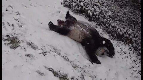 Un panda dans la neige pour ensoleiller votre journée !