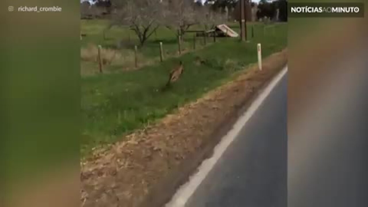 Canguru acompanha ciclista durante percurso