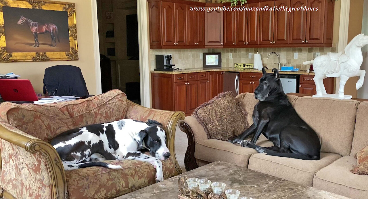 Comfy Great Danes Relax Like Bookends Together