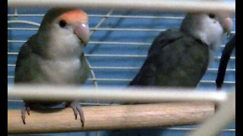 IECV PBV #88 - 👀 Kiwi, Pearl, And Daisy, Quick Clip Of Them In The Cage 2-6-2018